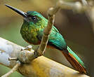 Jacamar à couronne bleue