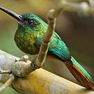Jacamar à couronne bleue