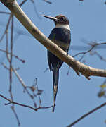 Jacamar à longue queue