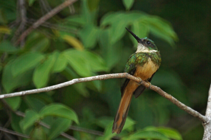 Rufous-tailed Jacamar