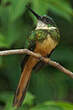 Jacamar à queue rousse