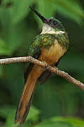 Jacamar à queue rousse