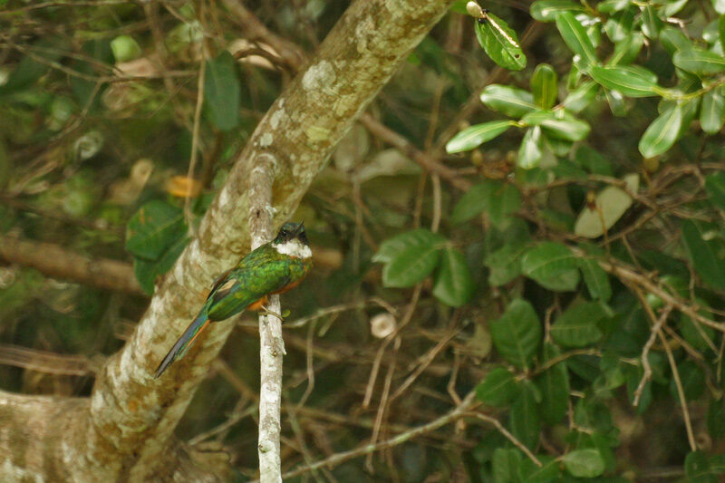 Rufous-tailed Jacamar