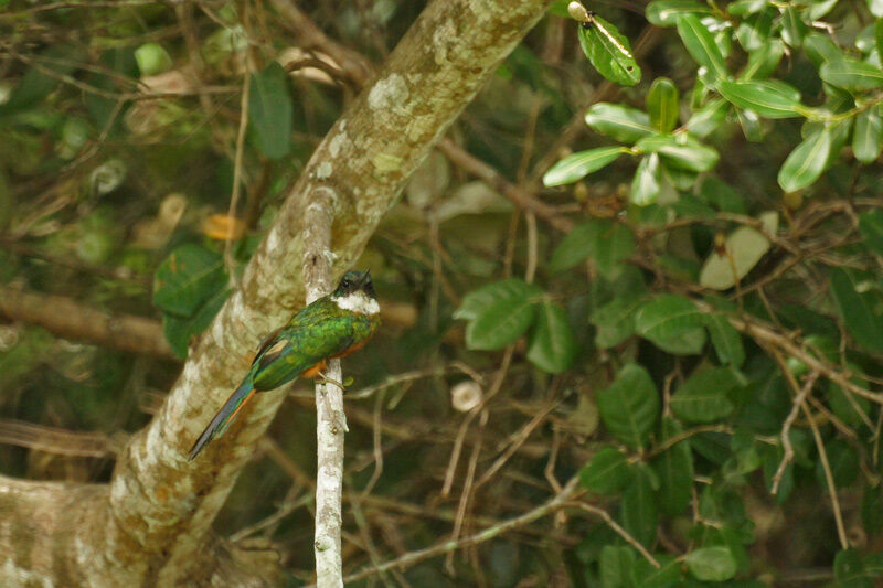 Jacamar à queue rousse