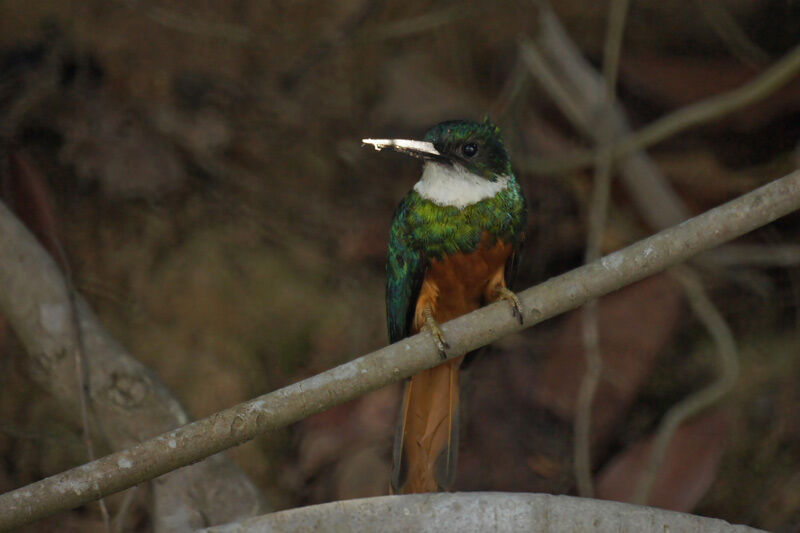 Rufous-tailed Jacamar