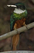 Jacamar à queue rousse