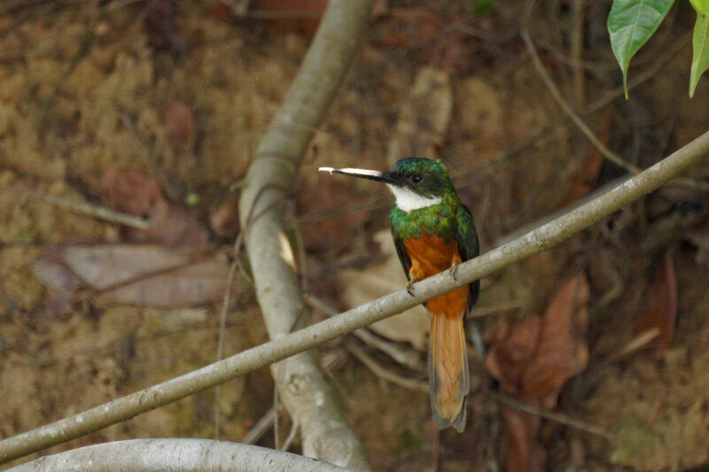 Jacamar à queue rousse