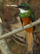 Rufous-tailed Jacamar