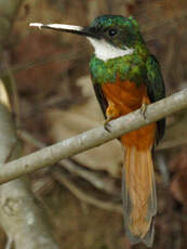 Jacamar à queue rousse