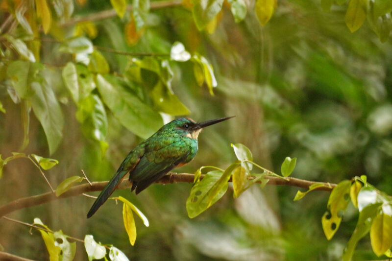 Rufous-tailed Jacamar