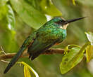 Jacamar à queue rousse