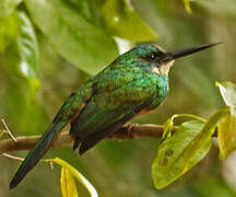 Rufous-tailed Jacamar