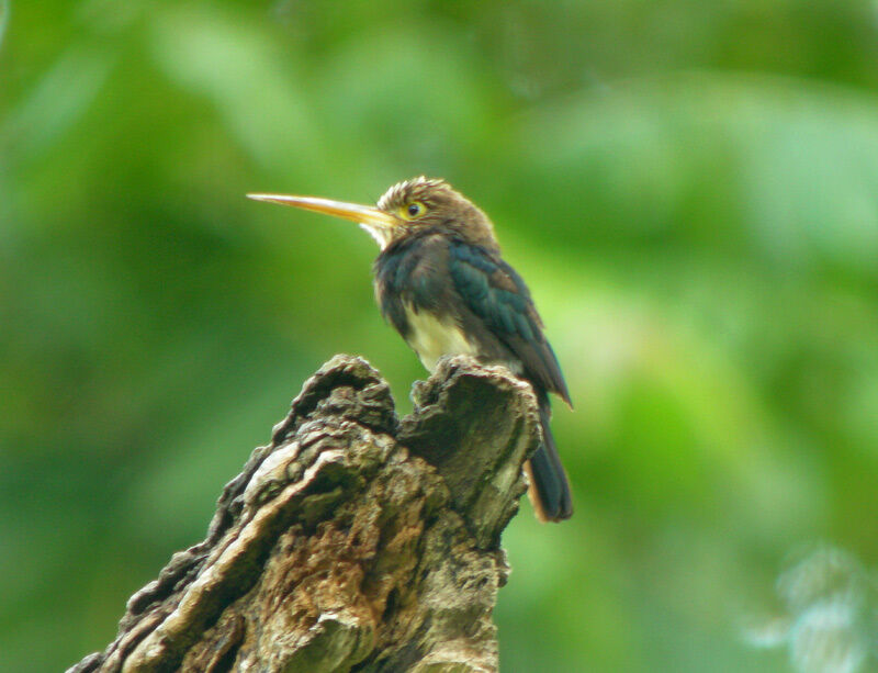 Brown Jacamar