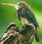 Jacamar brun