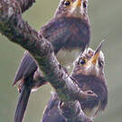 Jacamar brun