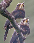 Brown Jacamar