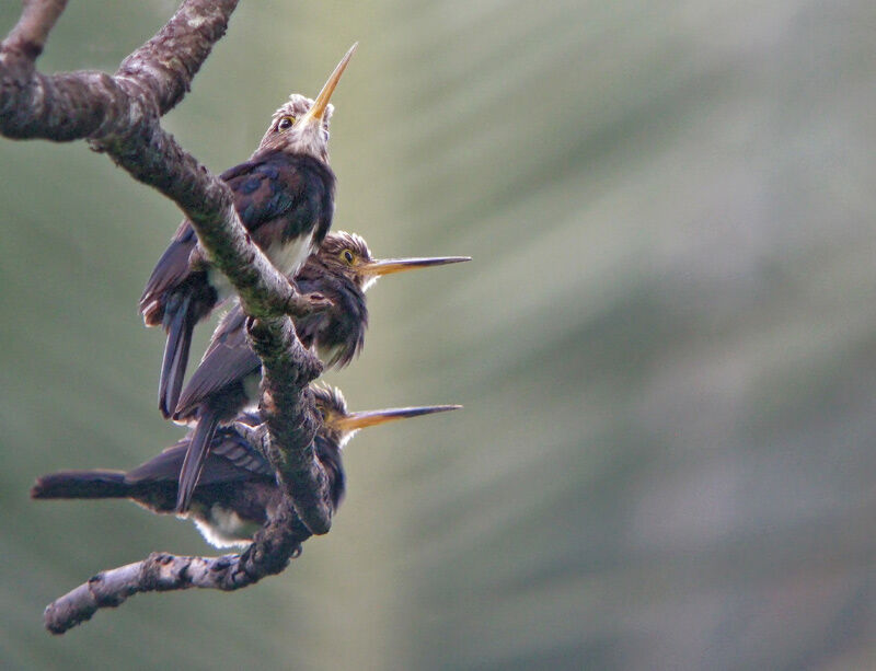 Jacamar brun