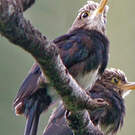Jacamar brun