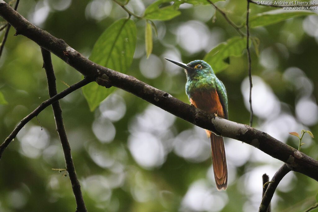 Jacamar des Andes