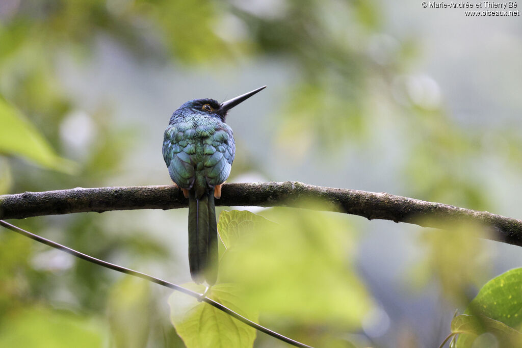 Jacamar des Andes