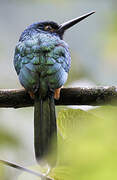 Coppery-chested Jacamar