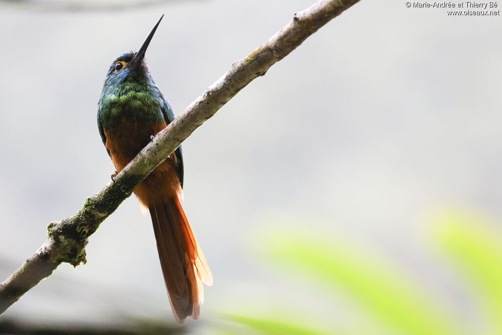 Coppery-chested Jacamar