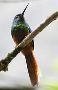 Coppery-chested Jacamar