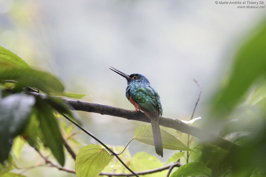 Jacamar des Andes