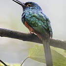 Jacamar des Andes