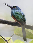 Coppery-chested Jacamar