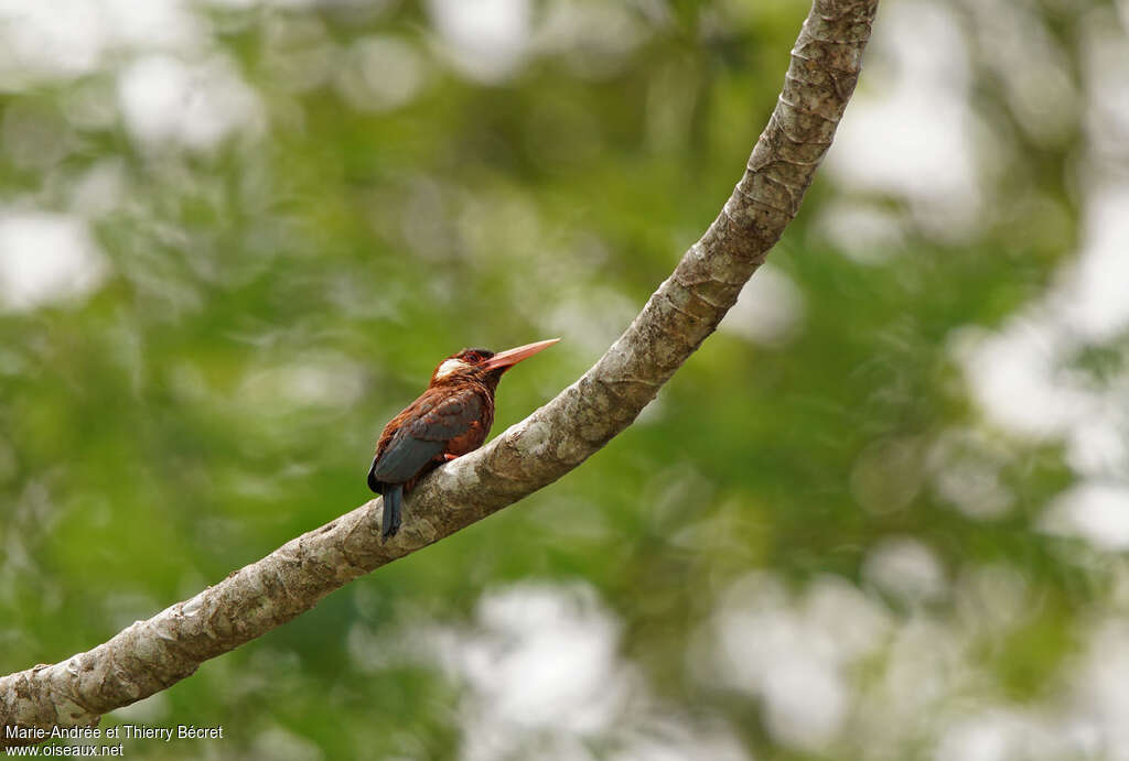 Jacamar oreillardadulte, identification