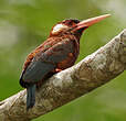 Jacamar oreillard