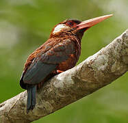 White-eared Jacamar