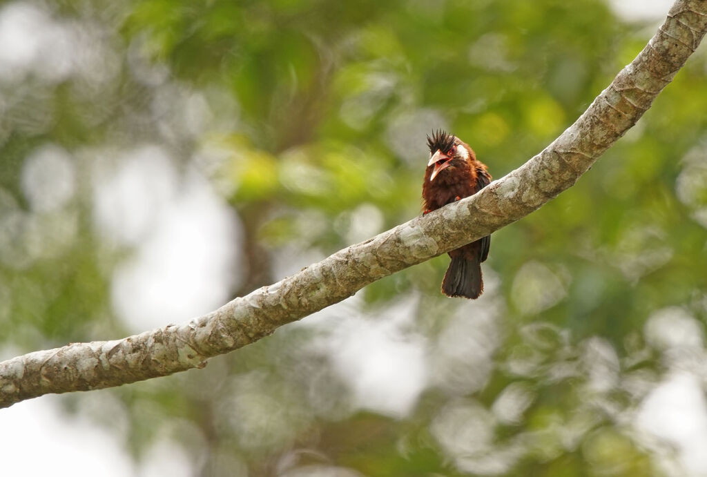 Jacamar oreillard