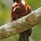 Jacamar oreillard