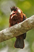 White-eared Jacamar