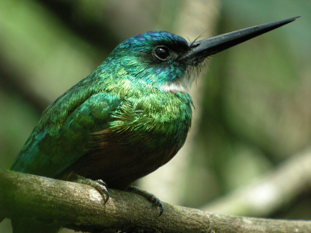 Green-tailed Jacamar