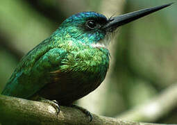 Green-tailed Jacamar