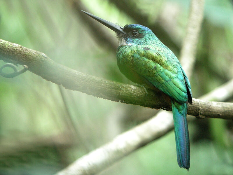 Green-tailed Jacamar