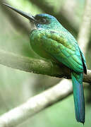 Green-tailed Jacamar