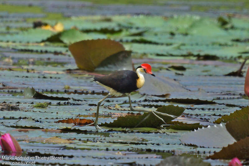 Jacana à crête