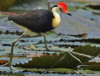 Jacana à crête