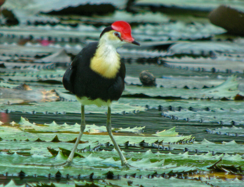 Jacana à crête