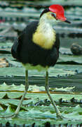 Jacana à crête