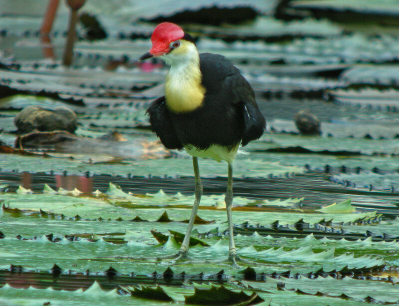 Jacana à crête