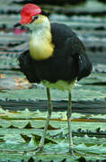 Jacana à crête