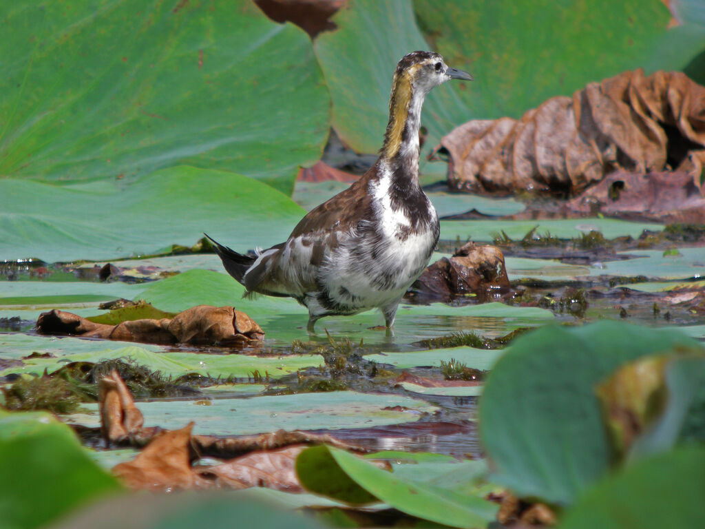 Jacana à longue queue