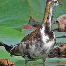 Jacana à longue queue
