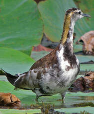 Jacana à longue queue