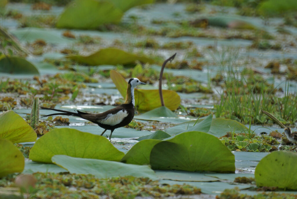 Jacana à longue queue